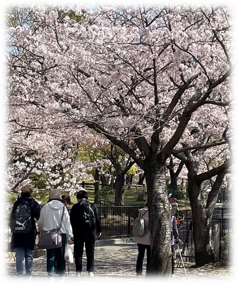 見事な桜です！"